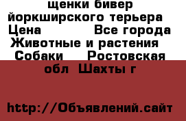 щенки бивер йоркширского терьера › Цена ­ 8 000 - Все города Животные и растения » Собаки   . Ростовская обл.,Шахты г.
